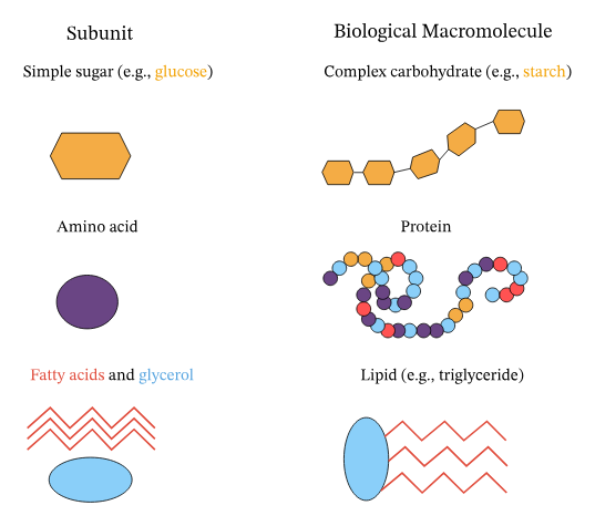 <p><span>&nbsp;Subunit of a lipid composed of C, H and O in the form of two biomolecules; glycerol and fatty acids.</span></p>