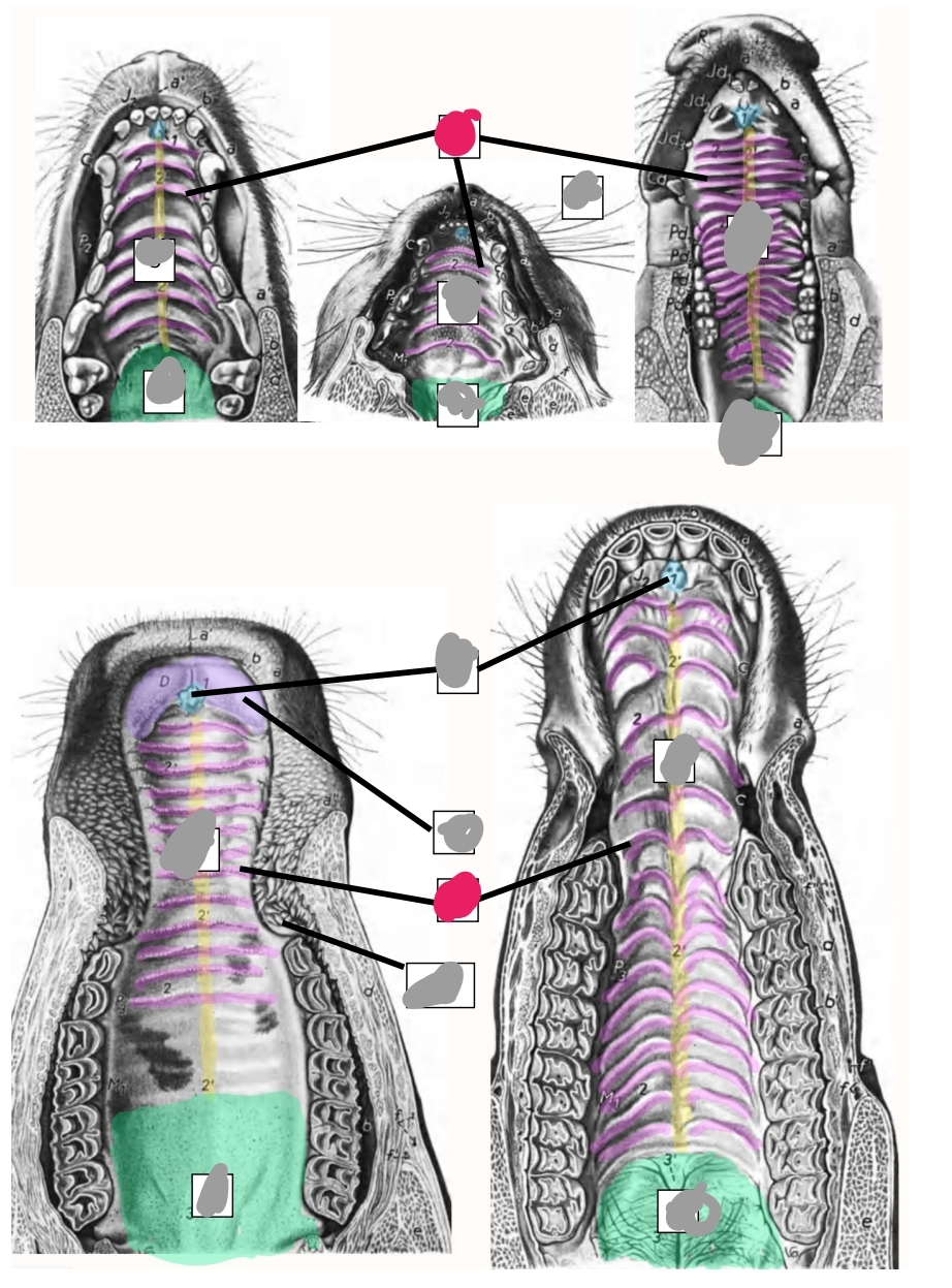 knowt flashcard image