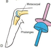 <p>Type of synovial joint. <span><span>Oval projection of one bone fits into an oval</span></span><br><span><span>cavity of another. Flexion/Extension and Ab/Adduction. Ex. Wrist, Metacarpophalangeal joints (2nd-5th) </span></span></p>