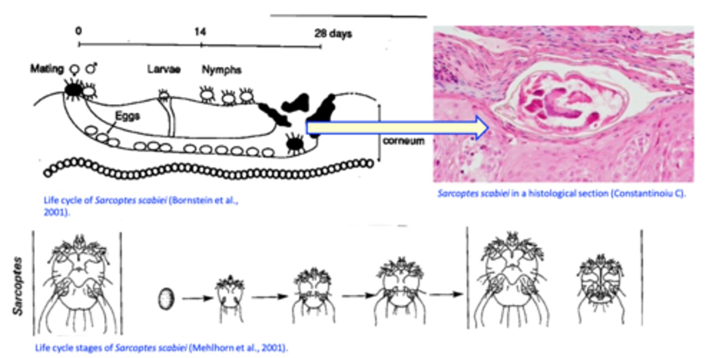 <p>Nothing has changed since we last talked about life cycle, either</p>