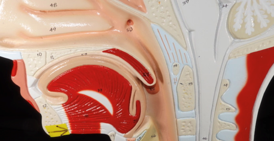 <p>geniohyoid</p><ul><li><p>elevates hyoid</p></li></ul><p></p>