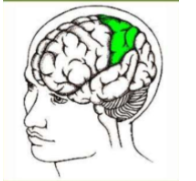 * Touch
* Pressure
* Temperature
* pain(sensory cortex)