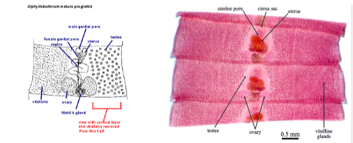 <p>What is the genus, species, and segment of this parasite?</p>