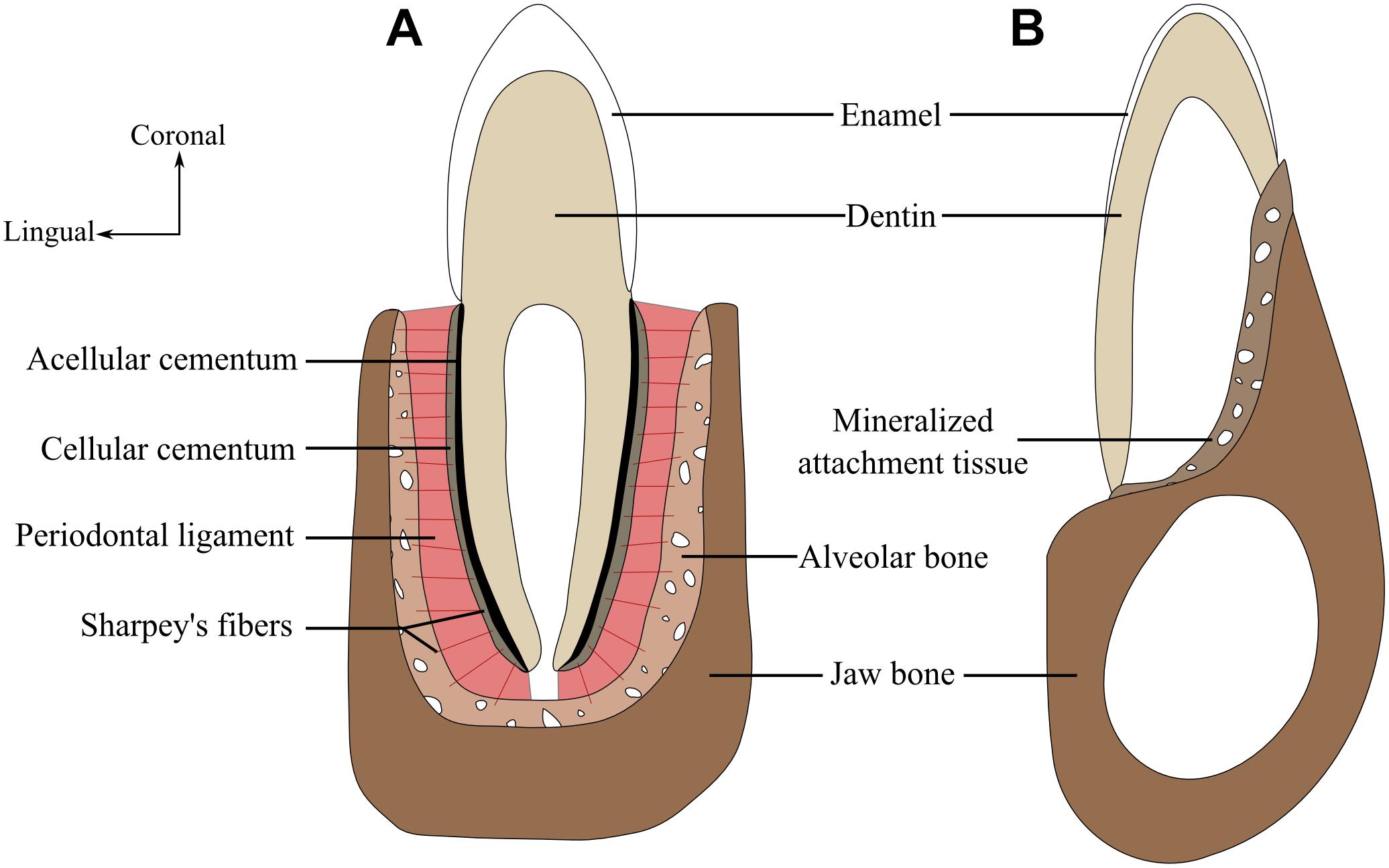 <p>Bundles collection of “principal fibers”</p><ol><li><p>One end of these fibers is anchored into the cementum </p></li><li><p>Other end of the fibers are embedded within the bone</p></li><li><p>Able to withstand the stresses of a fully erupted functional tooth</p></li><li><p>Slight movement is permitted although these fibers are not elastic </p></li></ol>