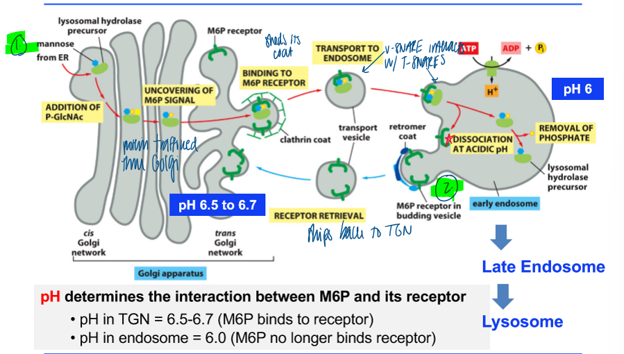 <p>regulated by pH </p><ul><li><p>determines the interaction between M6P and its receptor </p></li><li><p>pH in TGN = 6.5 - 6.7 (M6P binds to receptor) </p></li><li><p>pH in endosome = 6 (M6P no longer binds the receptor and dissociates) </p></li></ul><p></p>
