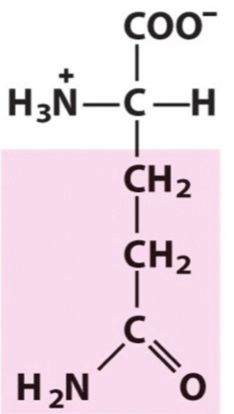 <p>Name the amino acid.</p>
