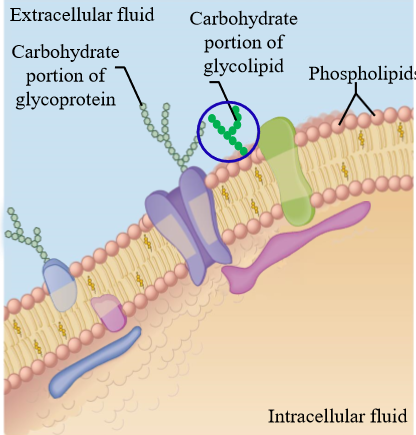 <p>Amphipathic lipids attached to carbohydrates, found on the outer leaflet of the plasma membrane</p><ul><li><p>Form the <u>glycocalyx - </u>Layer of carbs linked to lipids/membrane proteins, allows cells to identify and interact with each other</p><p></p></li></ul><p></p>