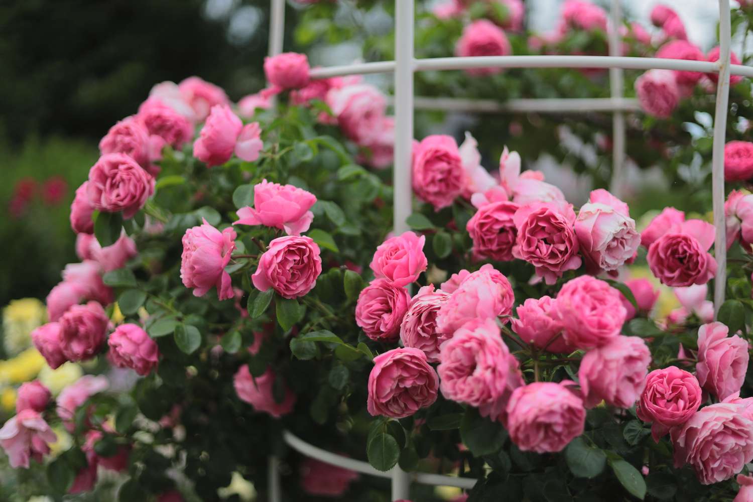 <p>floribunda</p>