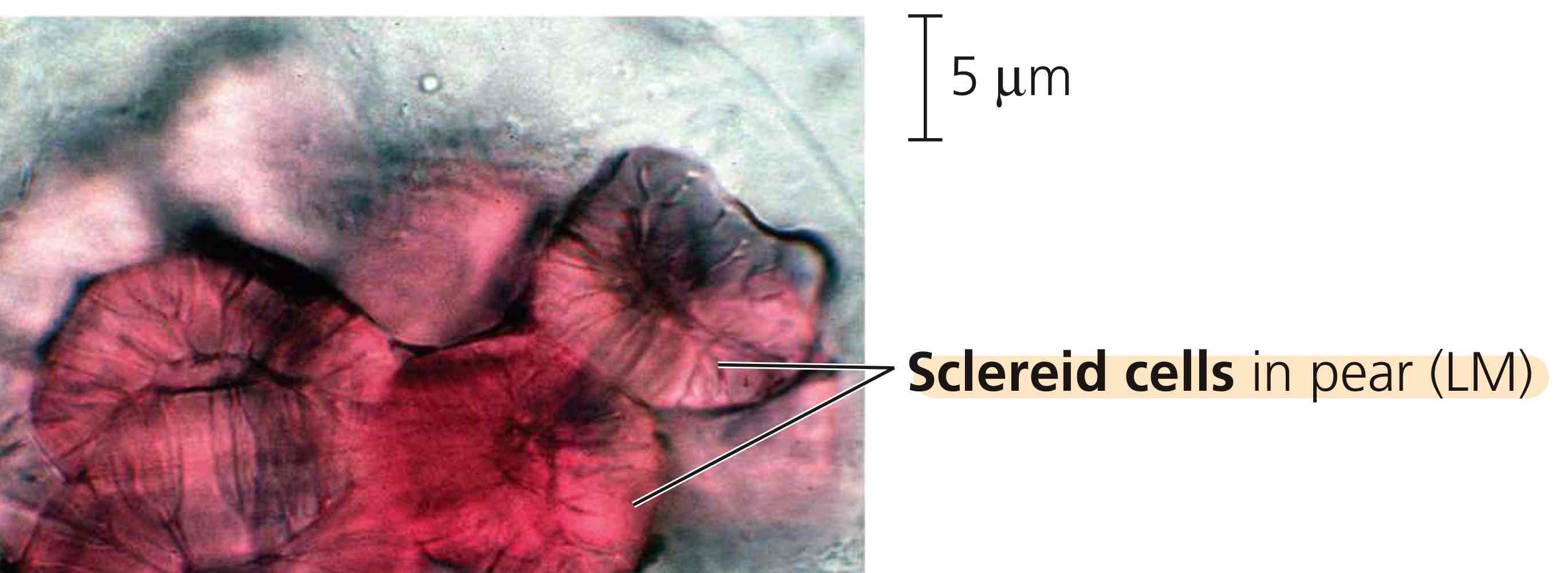 <p>Small and irregularly shaped, strengthening organs that contain them.</p>