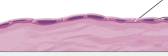 <p>what epithelium is this?</p>