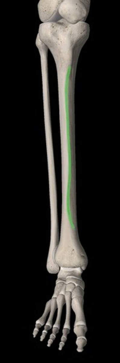 <p>margo anterior</p>