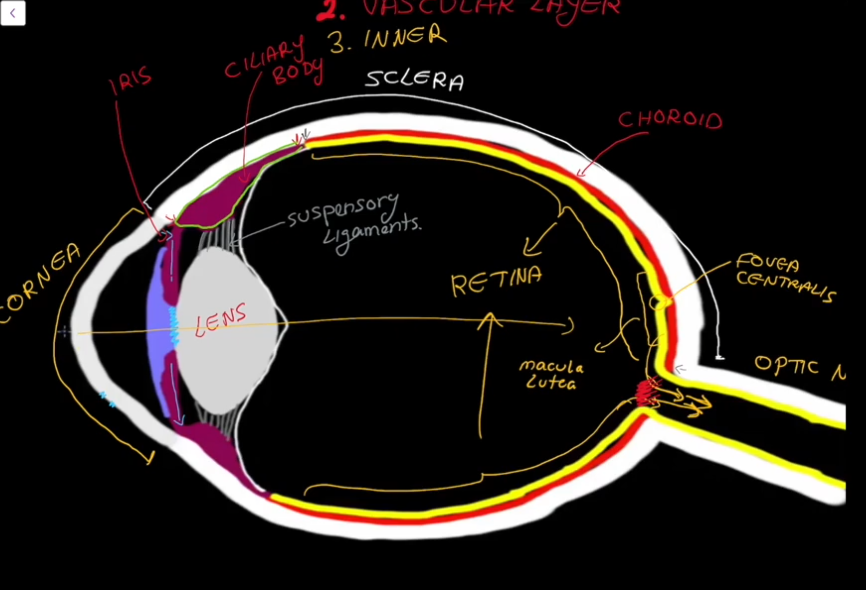 <p>Area in the back of the eyes that contains a lot of Cones</p>