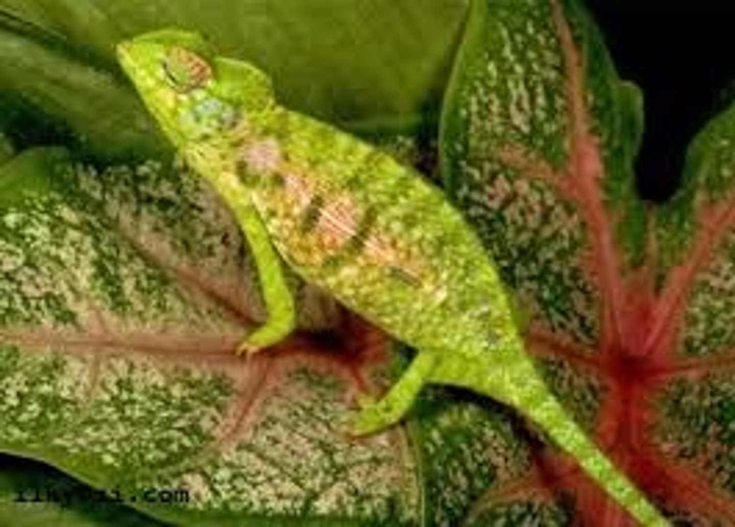 <p>Man kann mit einer App die Farbe des Bildes an die Stimmung ____________.</p>