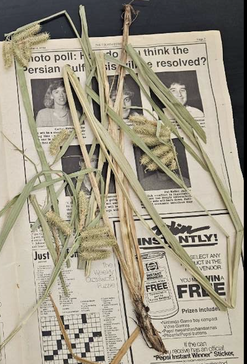 <p>plant?</p>