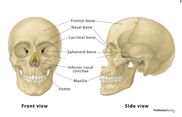 <p><strong>FLAT CRANIAL BONE</strong> that <strong>PROTECTS DELICATE BRAIN</strong></p><ul><li><p>BETWEEN THE EYES</p></li><li><p>I<strong>t FORMS THE ROOF of the NASAL BONE </strong></p></li><li><p><strong>SUPPORTS OLFACTORY NERVES </strong></p></li></ul><p></p>