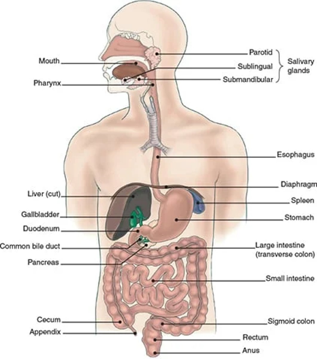 <p>mouth, esophagus, stomach, small intestine, large intestine, rectum, anus</p>