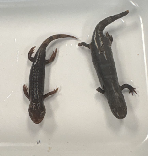 <p>Family: ambystomatidae</p><p>official state amphibian</p><p>black and white patterns</p>