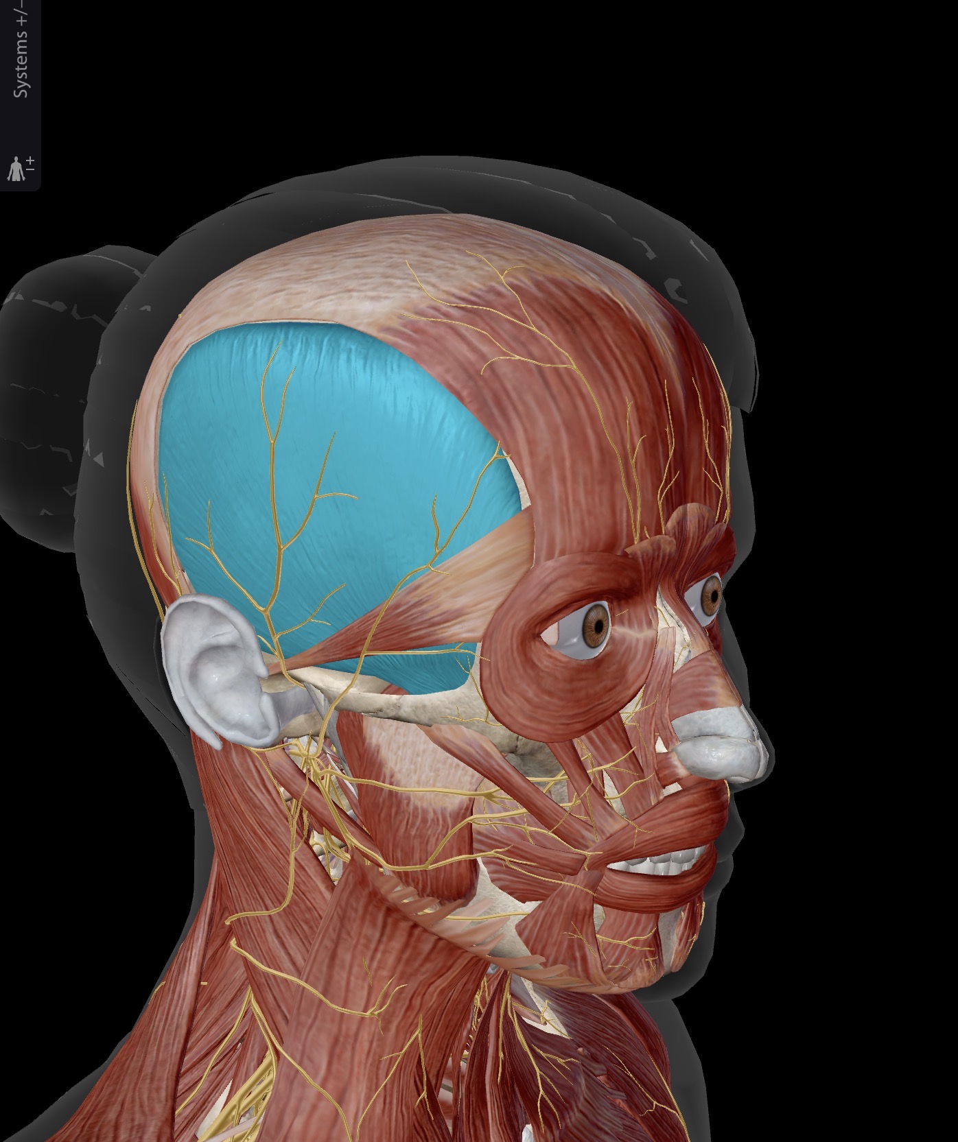 <p>Name the muscle and corresponding letter ( O = origin, I = insertion, A = actions, IN = innervation)</p><p>O</p><p>I</p><p>A</p><p>IN</p>