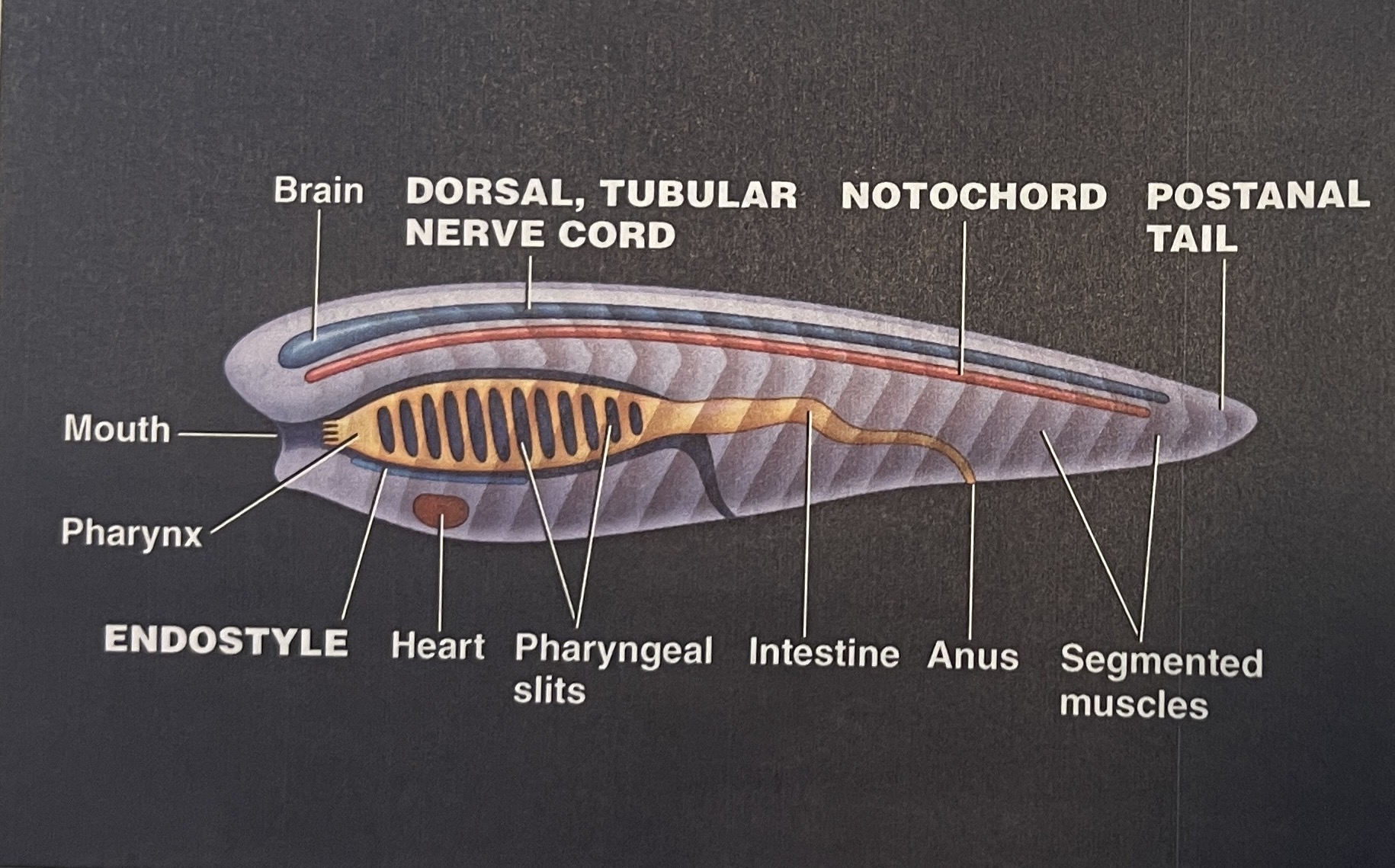 
 1. Brain
 2. Dorsal, Tubular Nerve Chord
 3. Notochord
 4. Posterior Tail
 5. Segmented Muscles
 6. Anus
 7. Intestine
 8. Pharyngeal slits
 9. Heart
10. Endostyle
11. Pharynx
12. Mouth