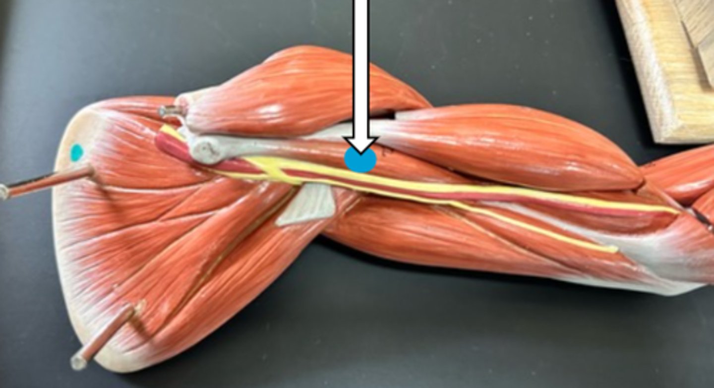 <p>coracobrachialis (function)</p>