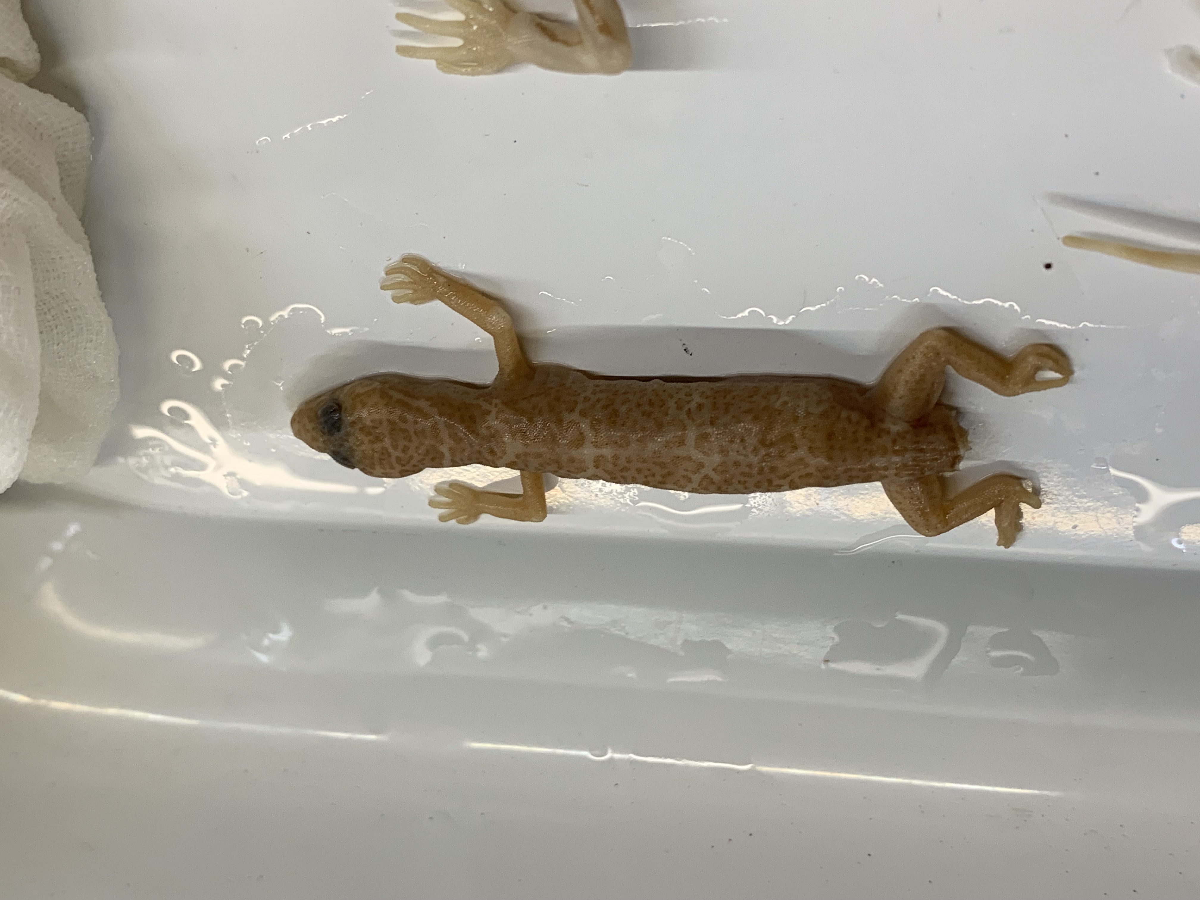 Clade, Family, Genus sp. 