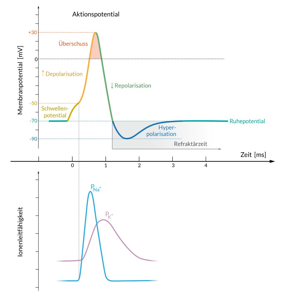 <p>C. Through the frequency of the action potentials</p>