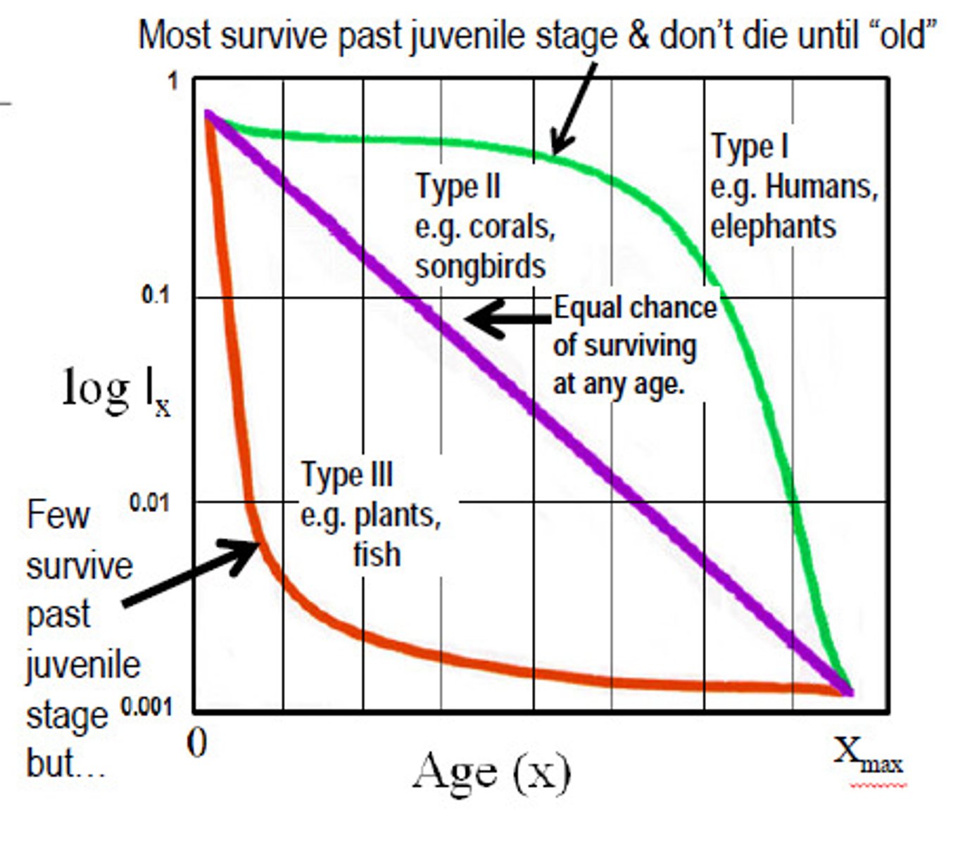 <p>Type 1 curve- death comes late examples: large mammals elephants and humans</p><p>Type 2 curve- death is unrelated to age examples: perching birds, lizards, rodents</p><p>Type 3 curve- high death rate many die young and few live to old age examples: fish and invertebrates</p><p>most populations fall somewhere in between</p>