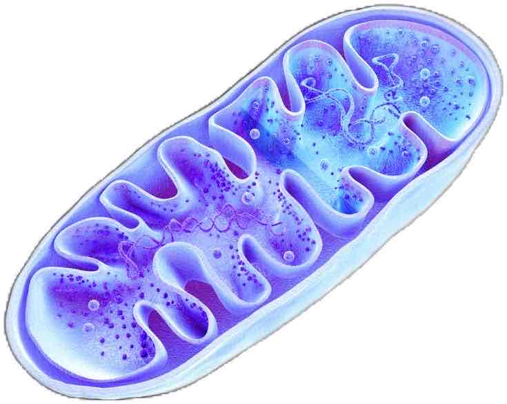 <p>(singular: mitochondrion) where energy is released from glucose to fuel activities through process called cellular respiration </p>