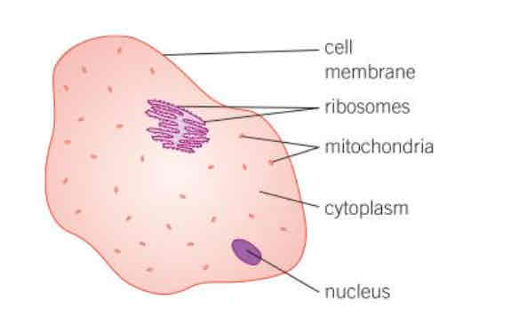 <p> ANIMAL CELL                           Cell membrane, ribosomes, mitochondria, cytoplasm and nucleus</p>