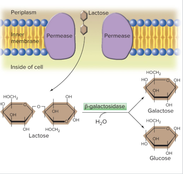 <ul><li><p>Permease symporter transports lactose into the cell</p></li><li><p>Lactose is hydrolyzed by beta-galactosidase</p><ul><li><p>Often called just B-gal</p></li></ul></li><li><p>Products are glucose and galactose </p></li></ul><p></p>