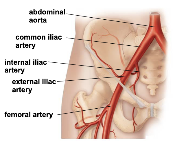 <ul><li><p><u>common iliac arteries</u> enter pelvis and divide into <u>internal and external iliac arteries</u> </p></li><li><p><u>internal iliacs</u> supply pelvic organs, gluteal region, and external genitalia</p></li><li><p><u>external iliacs</u> leave pelvis to become <u>femoral arteries</u> in the thigh</p></li></ul><p></p>