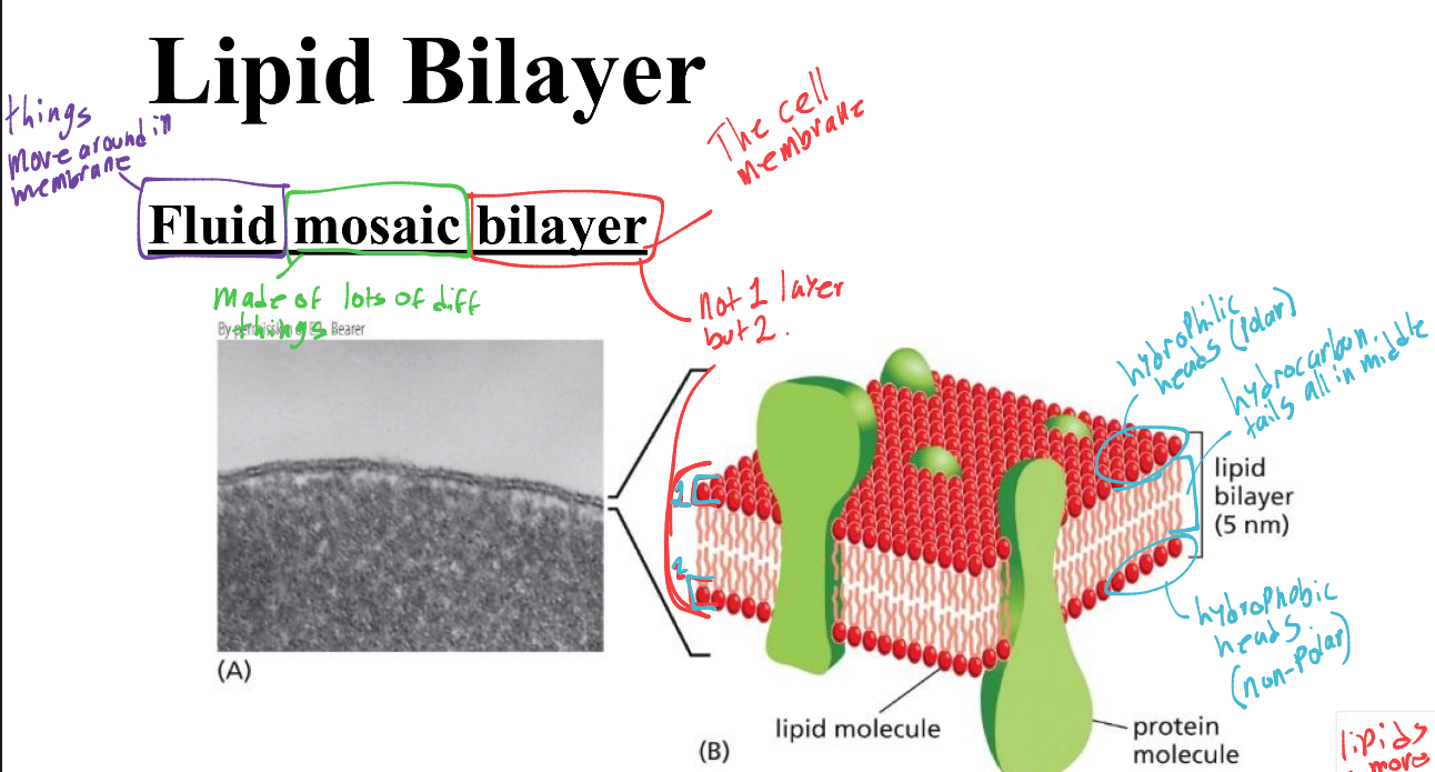 <p>whats the lipid bilayer officialy called </p>