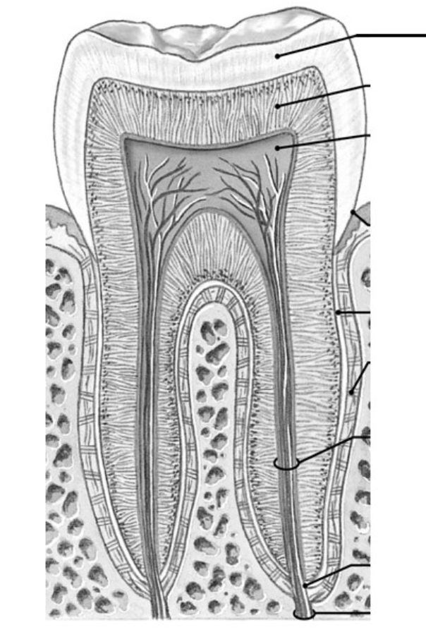 <p>What layer is the top line pointing to&nbsp;</p>