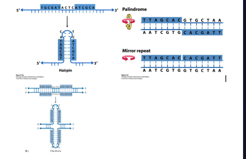 <ul><li><p>Hairpin/cruciform from inverted repeats on opposite strands</p></li><li><p>Palindrome- same forwards and backwards</p></li></ul><ul><li><p>Mirror- Mirror repeat on same strand</p></li></ul><p></p>