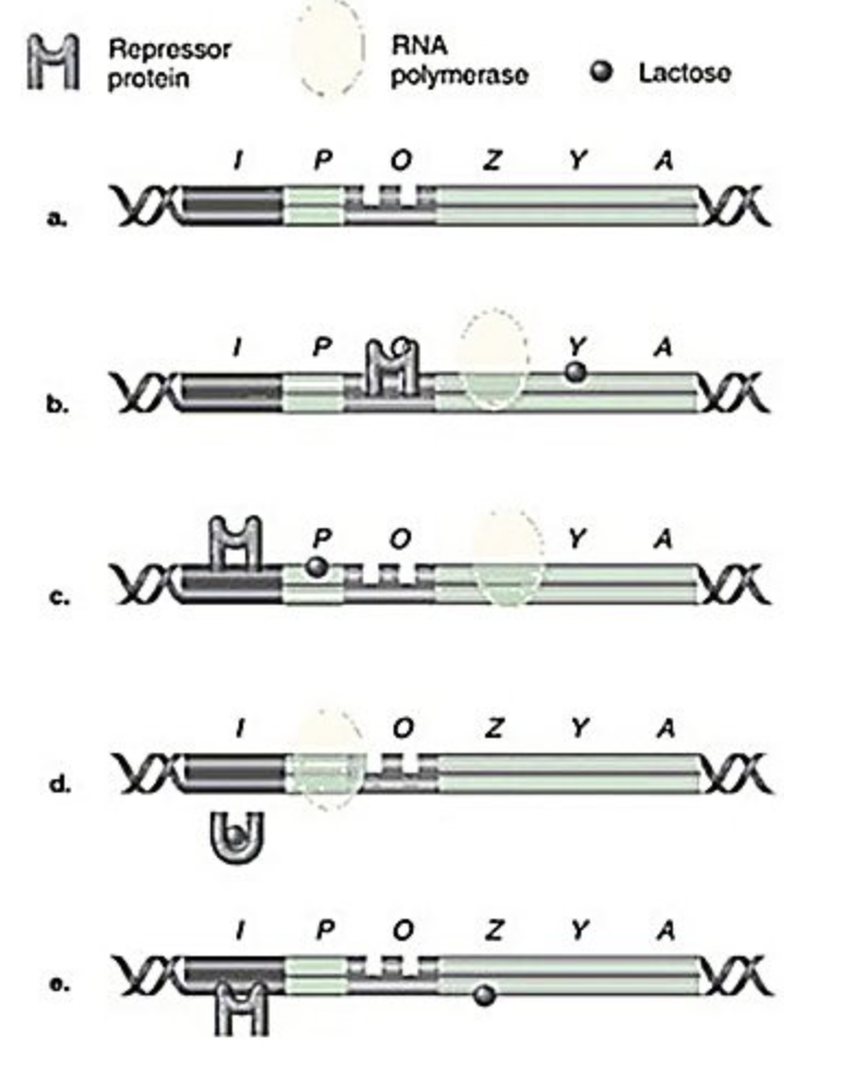 <p><span>In the figure, which model of the </span><em>lac</em><span> operon correctly shows RNA polymerase, lactose, and repressor protein when the structural genes are being transcribed?</span></p>