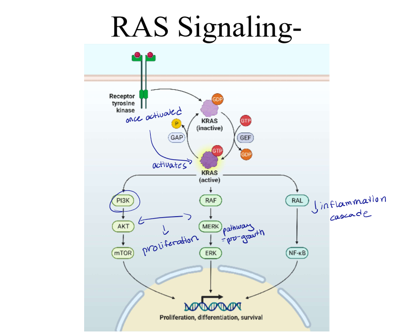 <p><u>Once the receptor tyrosine kinase is activated, it activates KRAS, which stimulates PI3K and AKT (which causes proliferation), then mTOR, which ultimately leads to differentiation and survival for these cancer cells.</u></p><p>Another way is that when KRAS is activated, it also activates RAF, which then stimulates MERK (which also causes proliferation), then ERK, which leads to cancer cell growth.</p><p>One more way is when KRAS is activated, it stimulates RAL, which then stimulates NF-κB, which leads to an inflammatory cascade that leads to cancer cell growth.</p>