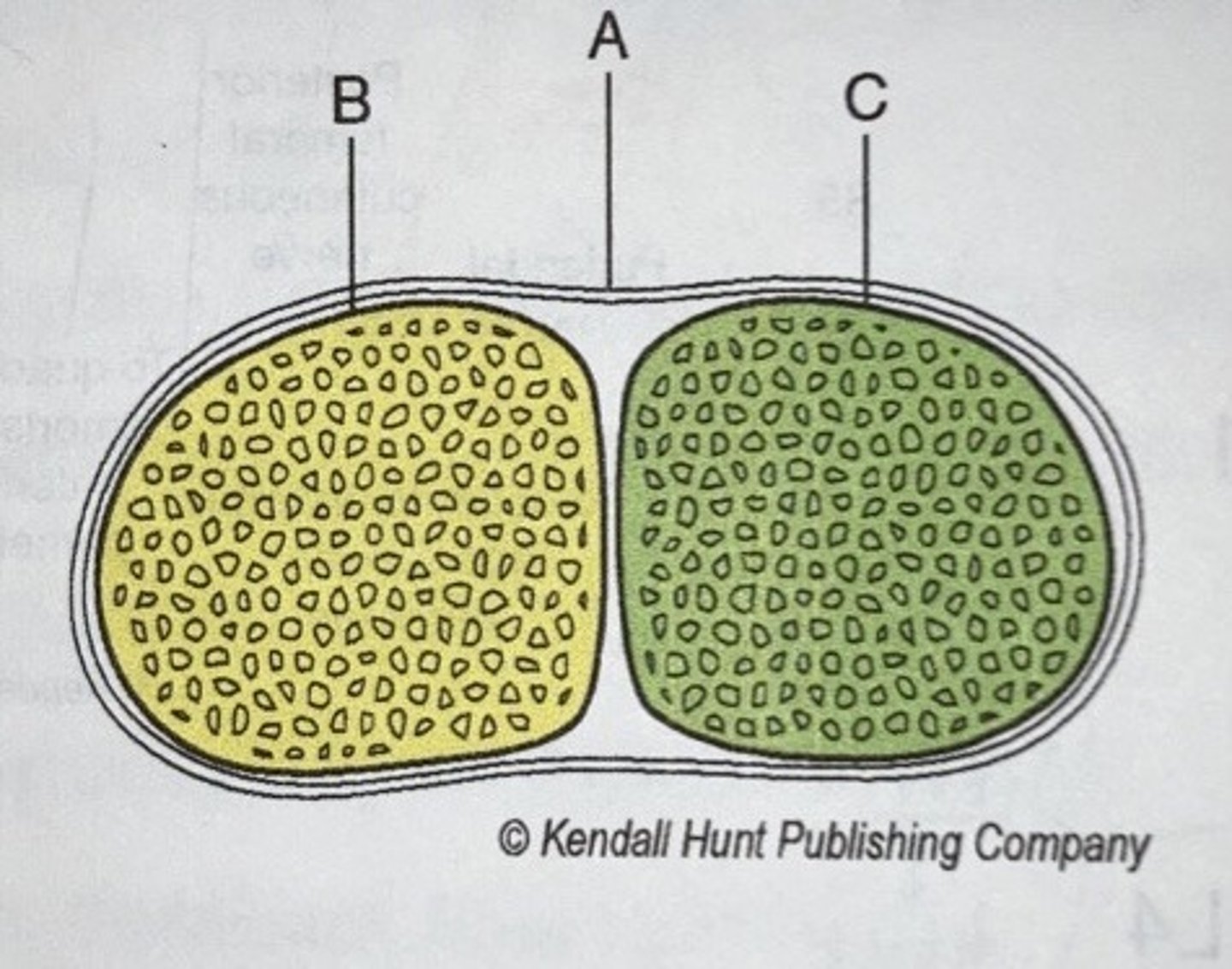 <p>epineurium</p>