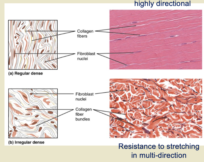 <ul><li><p class="">Regular Dense Connective Tissue</p></li><li><p class="">Irregular Dense Connective Tissue</p></li></ul><p></p>