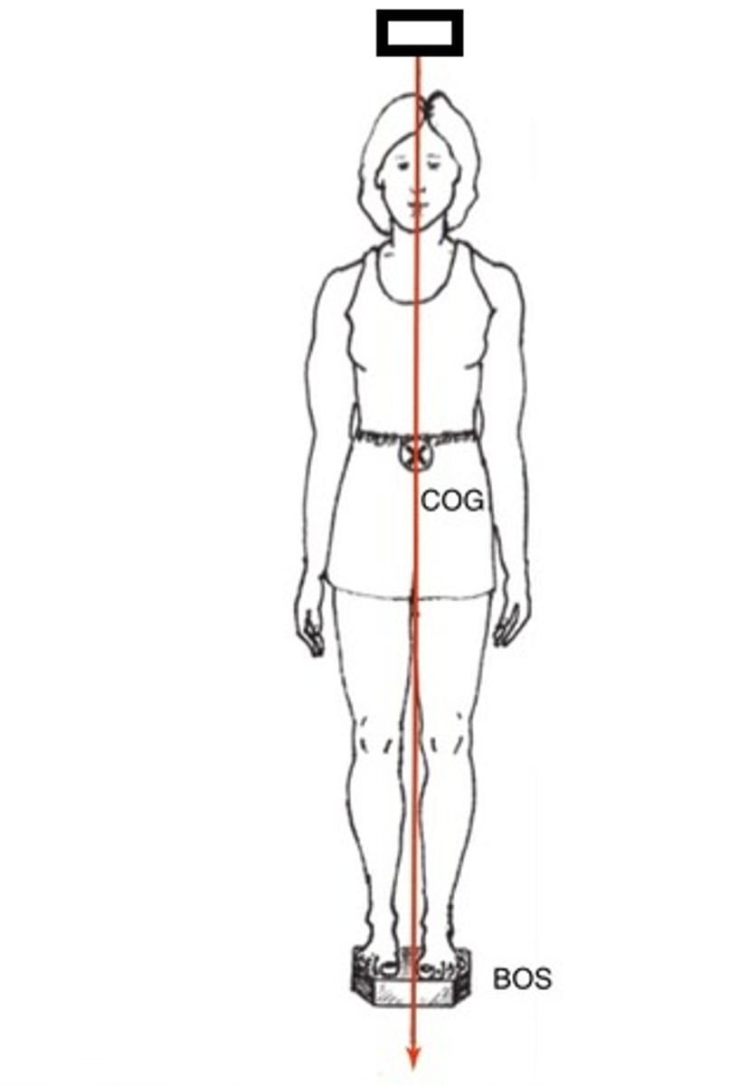 <p>What is imaginary vertical line either from or through CoM to surface?<br><br>- Typically represents affect of gravity on the body</p>