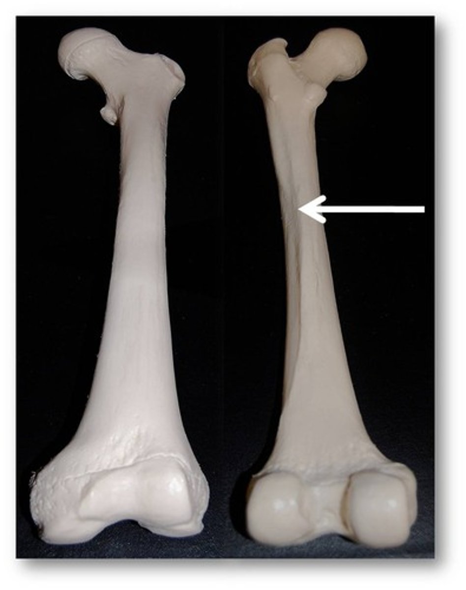 <p>linear elevation, sometimes called a ridge</p>