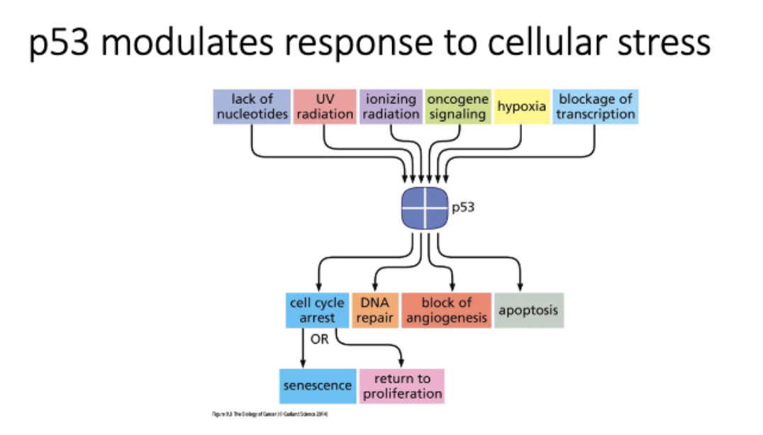 <p>What is the function of p53?</p>