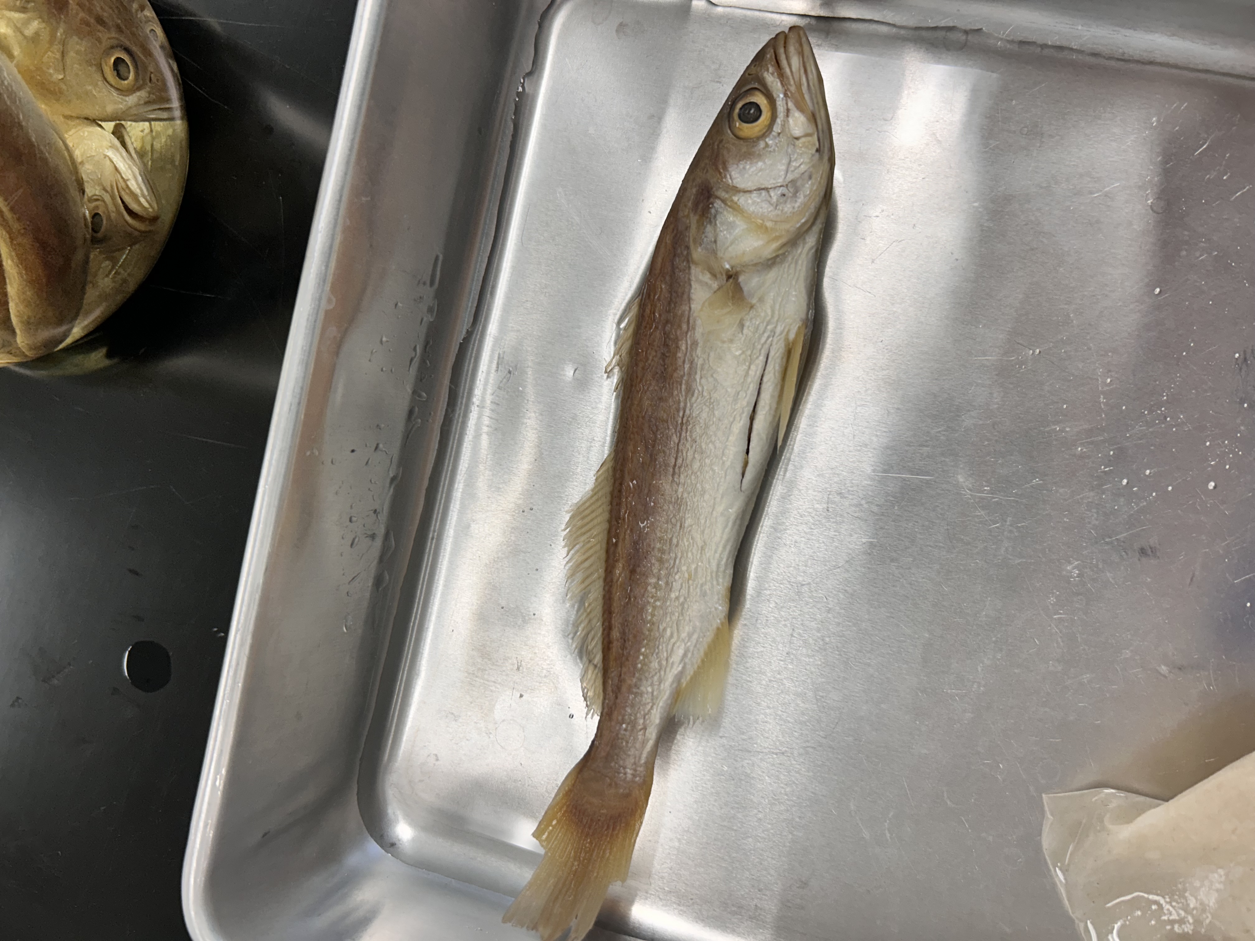 <p>weakfish</p>