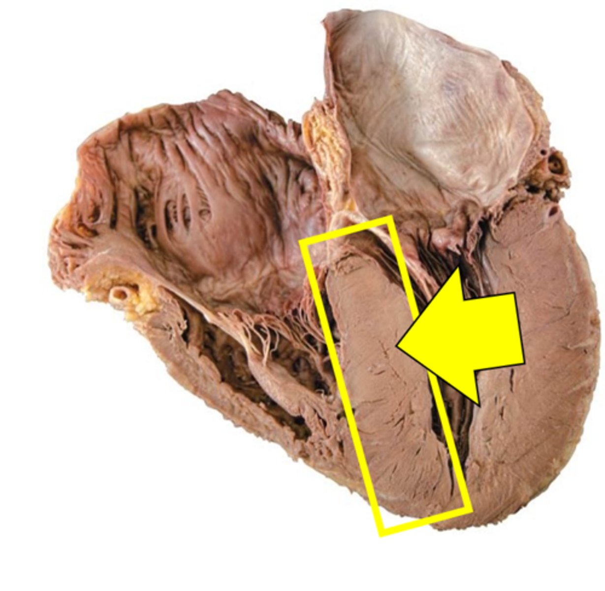 <p>Name the structure.</p>