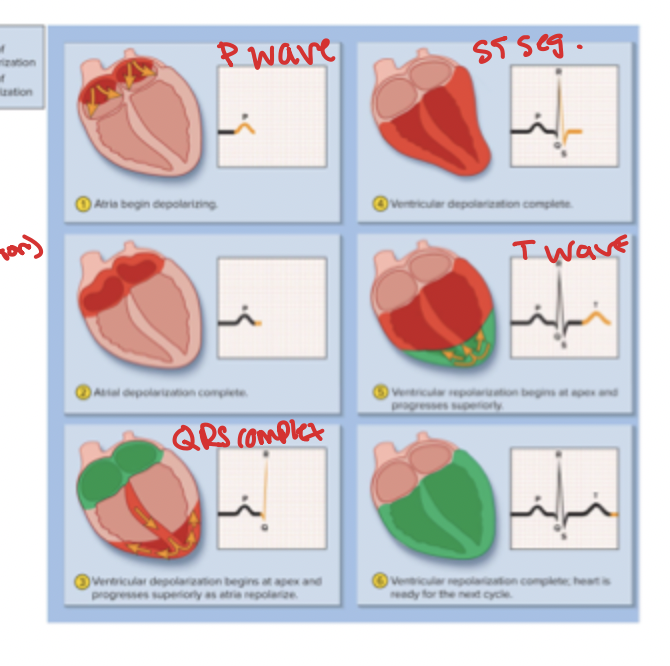 <p>1) P wave = SA node fires, atria depolarizes and contract cardiomyocytes</p><p>2) QRS complex = ventricular depolarization (contraction), spike!</p><p>3) ST segment = ventricular systole, the platue in myocardial action potential </p><p>4) T Wave = ventricular repolarization (relaxation)</p>