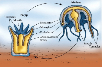 <p>first animals to develop specialized cells were jellyfish</p>