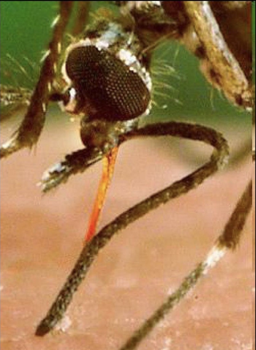 <p>What kind of mouth is this </p>