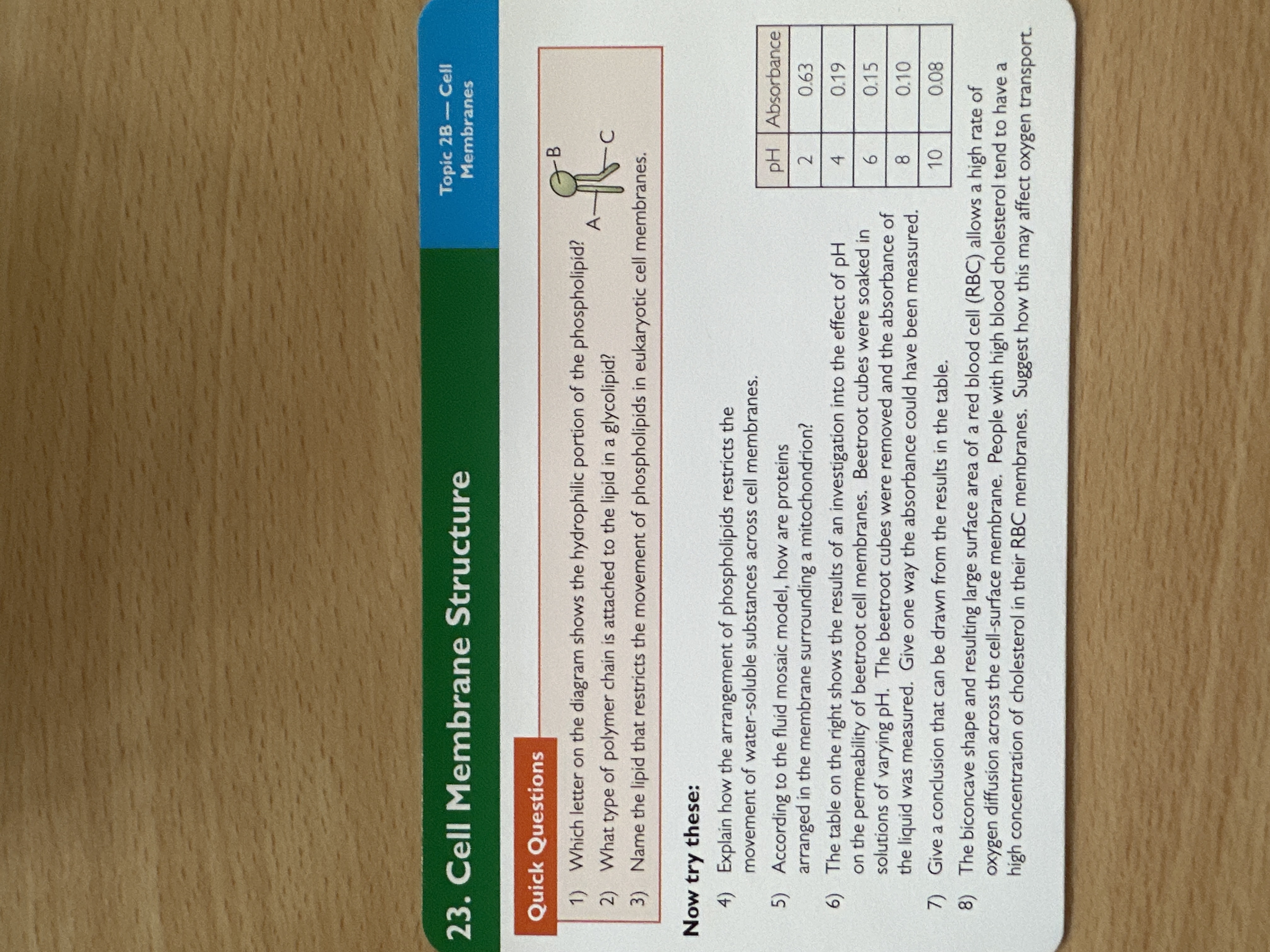 Cell membrane structure 