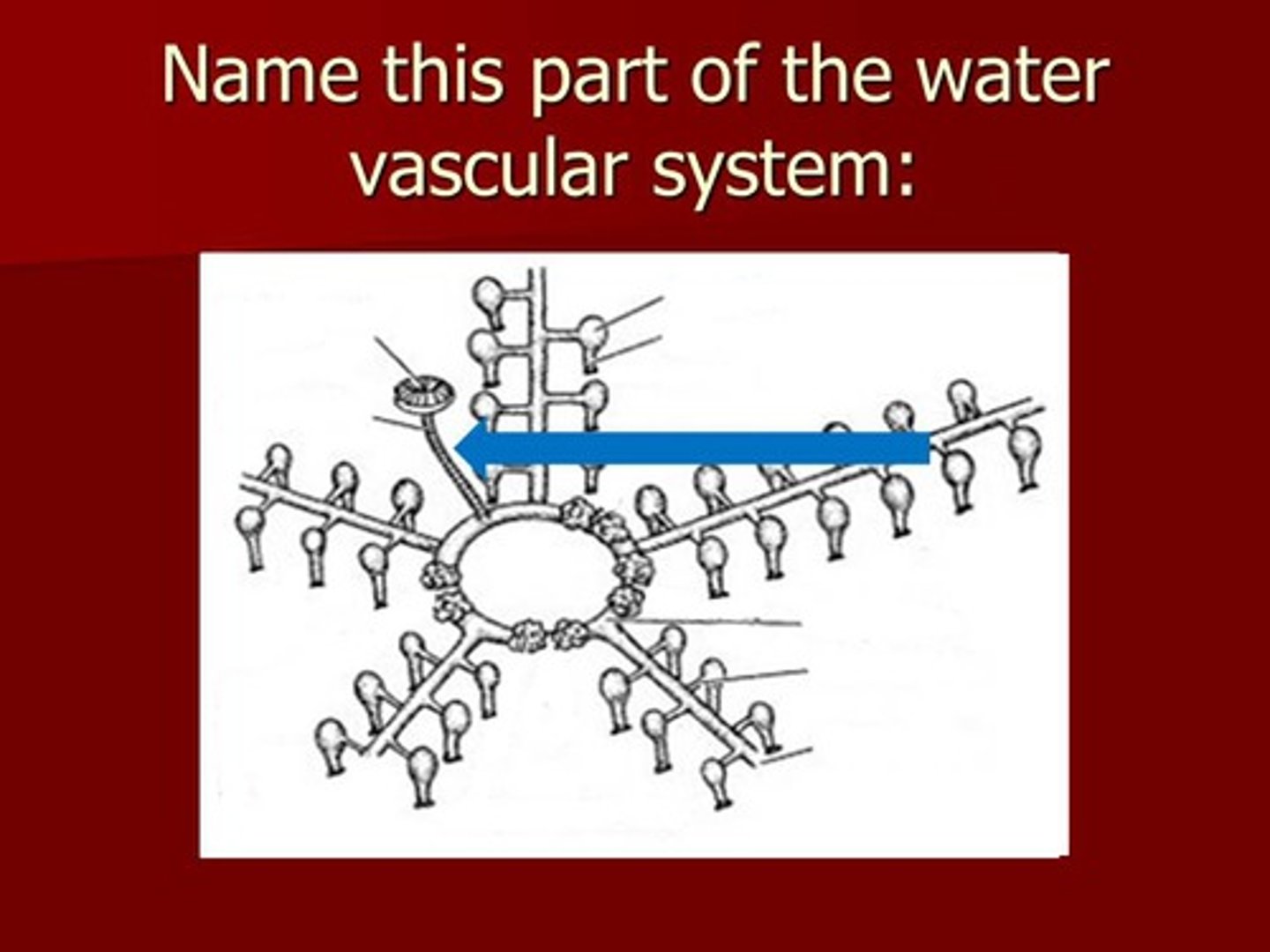 <p>tube that connects the madreporite to the ring canal</p>