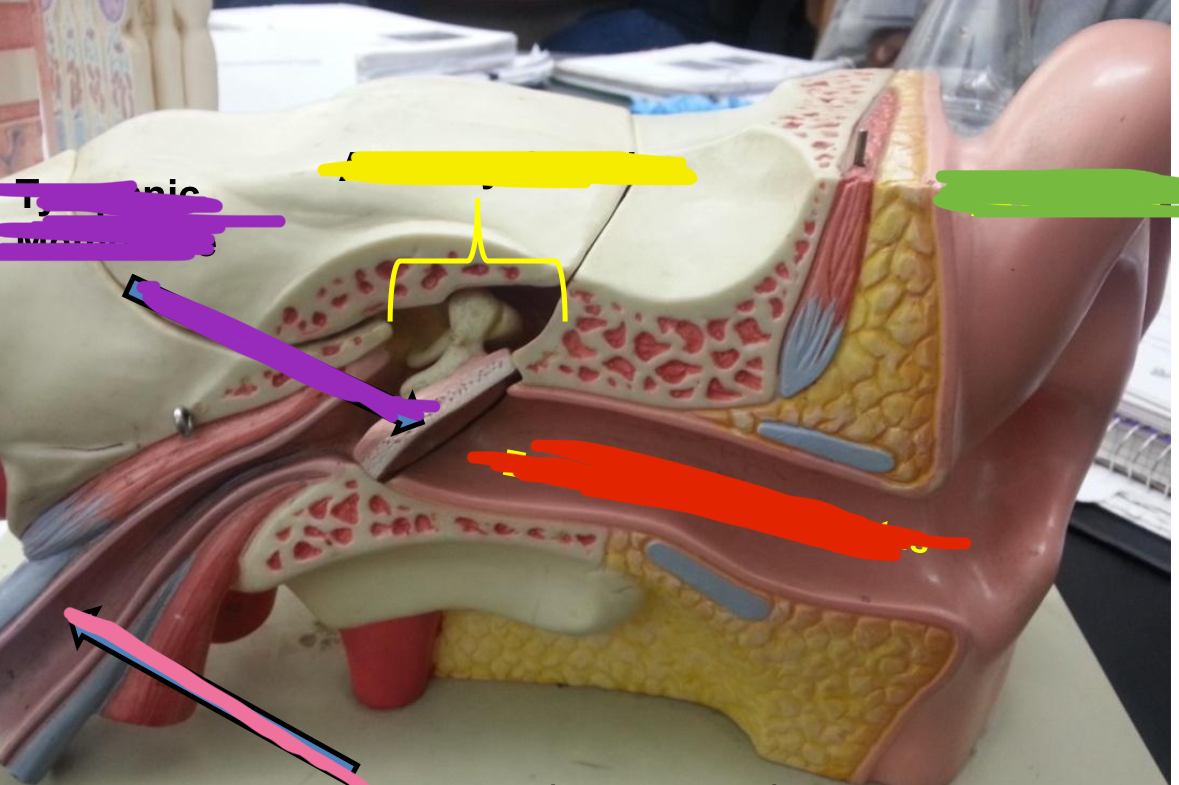 <p>Yellow points to what part of the middle and outer ear</p>