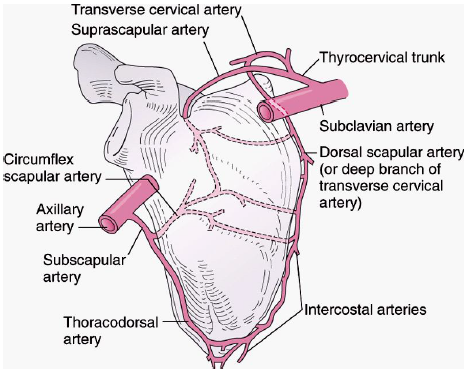 thyrocervial/ subscap